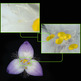 Microscopio Digital Bresser USB-DST 1028 5.1 MP